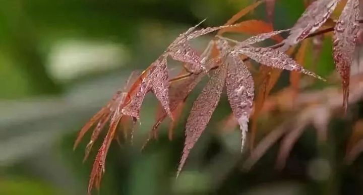 油煙凈化器，油煙凈化設(shè)備，油煙凈化機(jī)